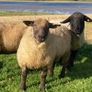 Rams Image 5
