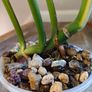 No.4 Monstera Burle Marx Flame Image 6