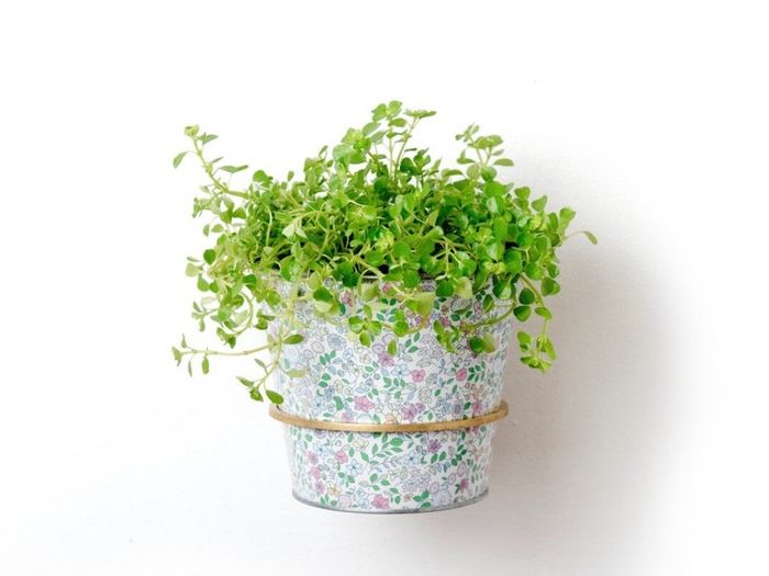 Brass Wall Plant Hanger - 2 different sizes Priced Individually