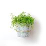 Brass Wall Plant Hanger - 2 different sizes Priced Individually Image 6