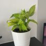 Indoor Plant Set with White Pots - Available Together or Separately Image 5