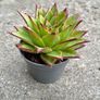plant Image 4