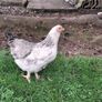 Hens Image 3