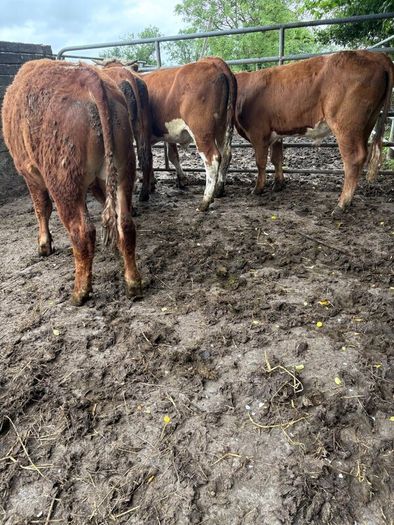 Cattle