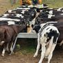 45 Fresian Bull Weanlings For Sale Image 8