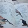 Book: Birds and Fish Image 3