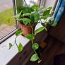 Devil's Ivy plant Image 4