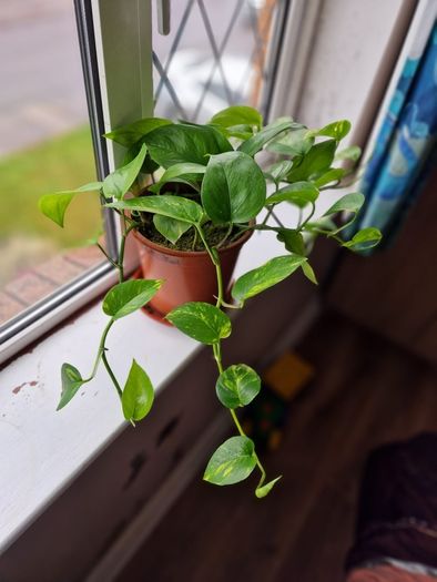 Devil's Ivy plant