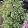 Fir tree Image 2