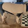 Dog Jackets Image 3