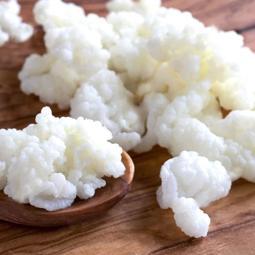 Milk kefir grains 20 grams