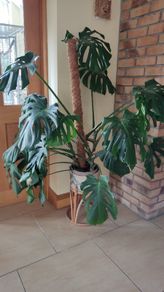 Monstera Deliciosa Plant
