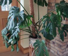 Monstera Deliciosa Plant