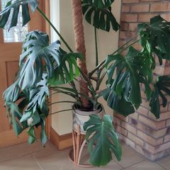 Monstera Deliciosa Plant