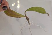 Hoya Pubicalyx Black Dragon rooted cutting