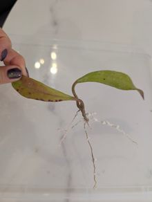 Hoya Pubicalyx Black Dragon rooted cutting
