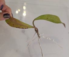 Hoya Pubicalyx Black Dragon rooted cutting