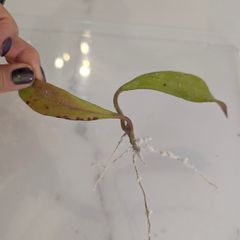 Hoya Pubicalyx Black Dragon rooted cutting