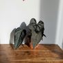 Anthurium Queen of Hearts Plant Image 2