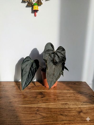 Anthurium Queen of Hearts Plant
