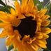Sunny Flower