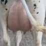 Fresh calved heifers Image 2
