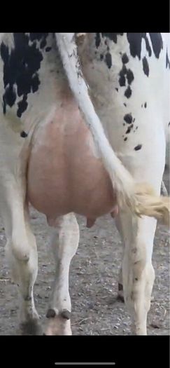 Fresh calved heifers