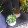 faux potted plants Image 4