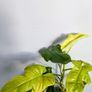 Philadendron Golden Violin Plant Image 2