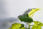 Philadendron Golden Violin Plant