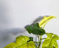 Philadendron Golden Violin Plant