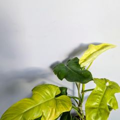 Philadendron Golden Violin Plant