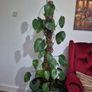 plant in pot Image 4