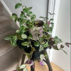 tradescantia zebrina