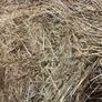 Hay round bales Image 7
