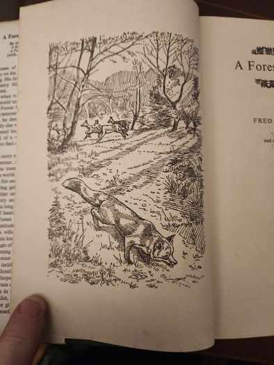 A Forest By Night. By Fred J. Spackman (authir Of A Poachers Tale). First Editions 1965 Hardback With Dustjacket In Good Condition  37.
