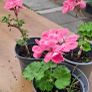 Geranium plants Image 3
