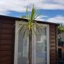 Palm Tree Image 5
