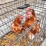 Free Range Eggs Image 3
