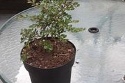 Cotoneaster plant