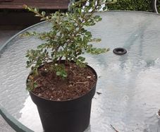 Cotonieaster plant