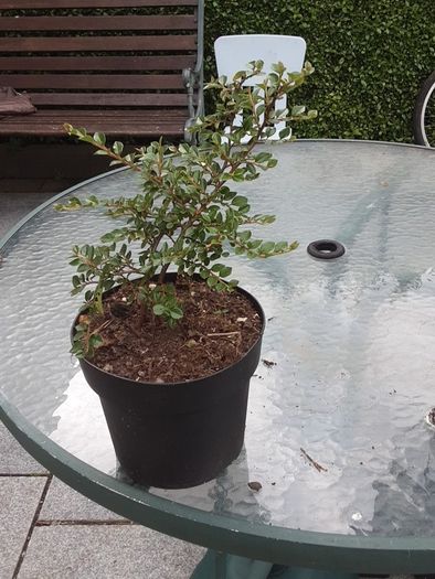 Cotoneaster plant