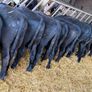 15 Aberdeen Angus Weanling Bulls Image 9