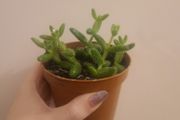 Pickle Plant Succulent