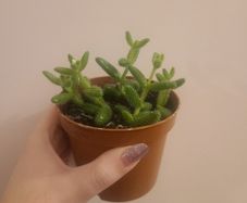 Pickle Plant Succulent