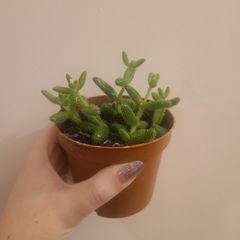 Pickle Plant Succulent