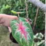 Small caladium red Image 3