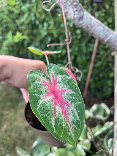 Small caladium red