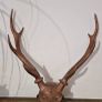 deer antler Image 2
