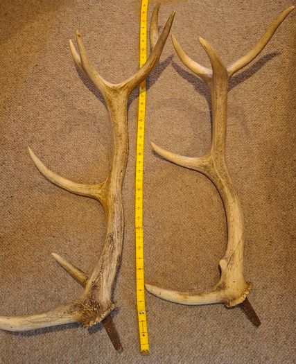 antlers